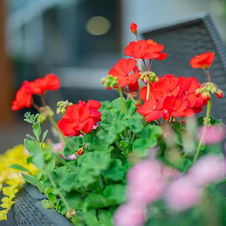 Bonvino Badacsony Badacsonytomaj