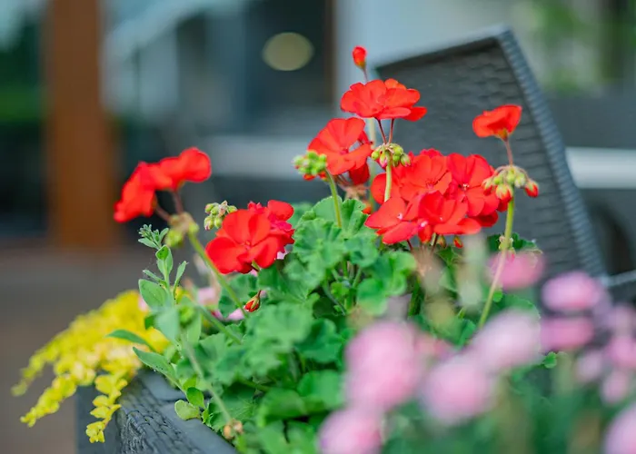 Bonvino Badacsony Badacsonytomaj